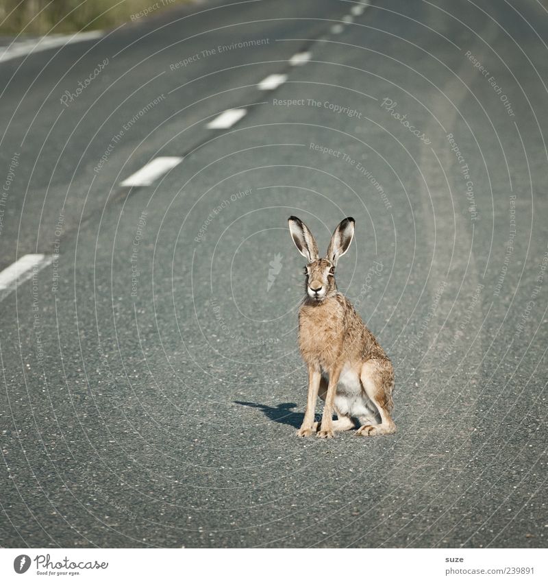Street King Easter Environment Nature Animal Transport Lanes & trails Wild animal Hare & Rabbit & Bunny Rodent 1 Sit Wait Exceptional Brown Gray Curiosity