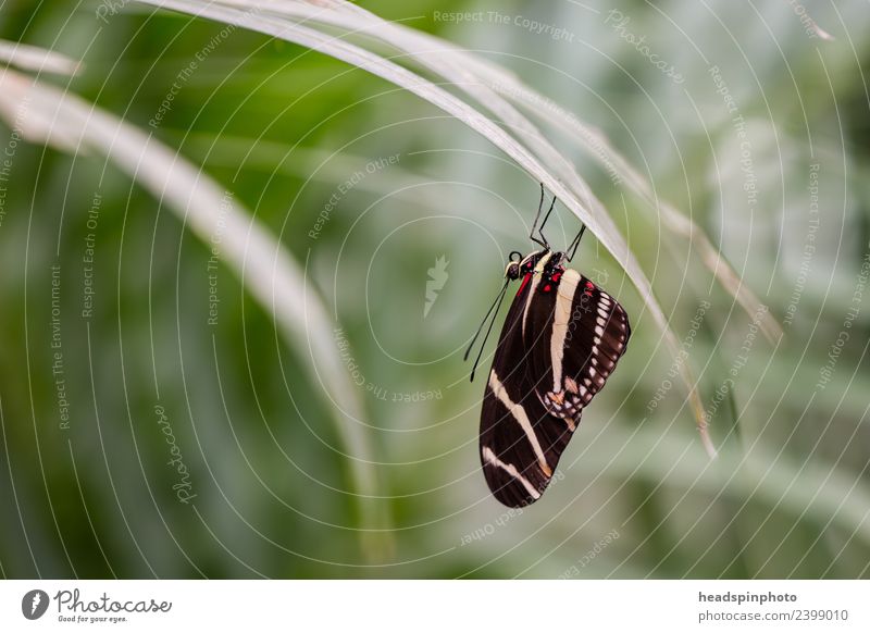 Black butterfly sitting upside down on a leaf Environment Nature Plant Animal Grass Butterfly Wing 1 Esthetic Ease Calm Environmental protection Beautiful
