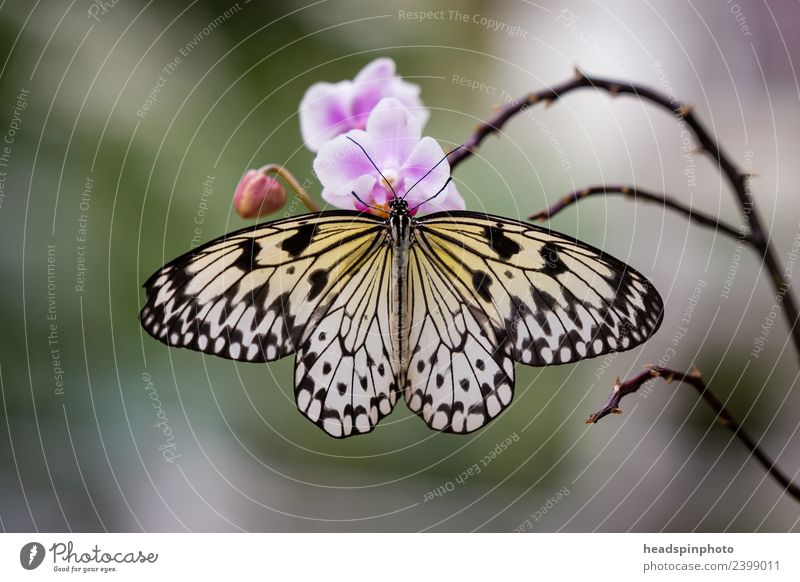 Butterfly with open wings made of orchid Wellness Life Well-being Vacation & Travel Environment Nature Plant Orchid Animal 1 Yellow Gold Violet Black