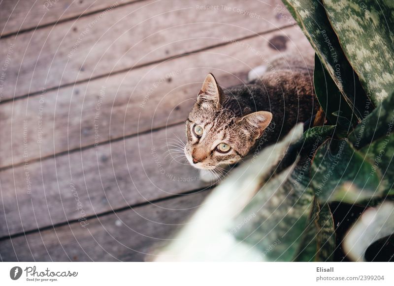 Cat Lifestyle Animal Pet Wild animal 1 Joy Happiness Plant sansevieria Eyes Looking into the camera Kitten Colour photo Exterior shot Deserted Copy Space left