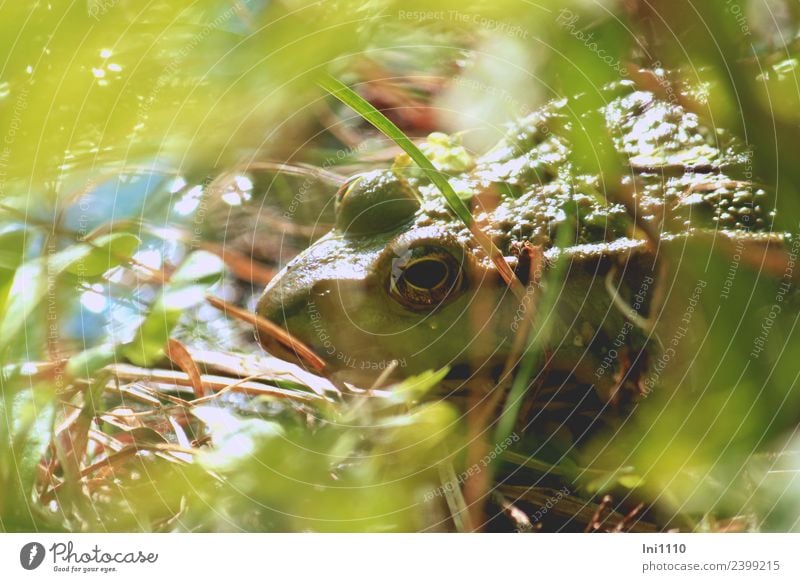 frog Nature Animal Sun Spring Beautiful weather Garden Pond Wild animal Frog 1 Looking Wait Water frog Frog eyes Worm's-eye view Frog Prince Observe