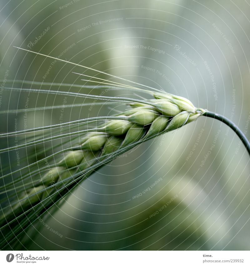 Basics of Life Barley Grain Food Plant Agriculture Green Summer Ear of corn Awn Growth Copy Space top Copy Space bottom Nature Deserted