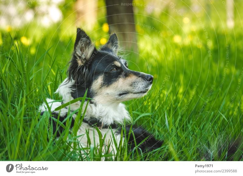 border collie Nature Landscape Grass Meadow Animal Pet Farm animal Dog Herding dog Collie Shepherd dog 1 Observe Lie Safety Protection Attentive Watchfulness