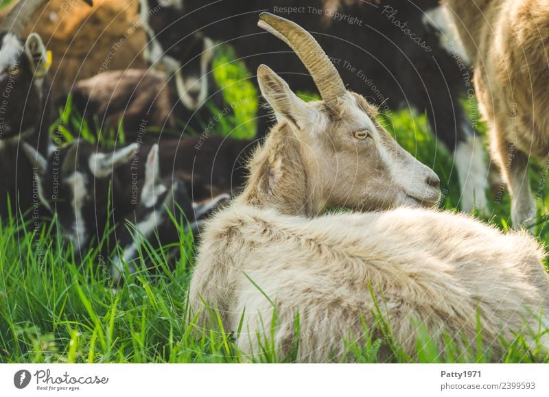 Thuringian Forest Goats Nature Landscape Meadow Pasture Animal Pet Farm animal 1 Group of animals Herd Lie Looking Relaxation Idyll Colour photo Exterior shot