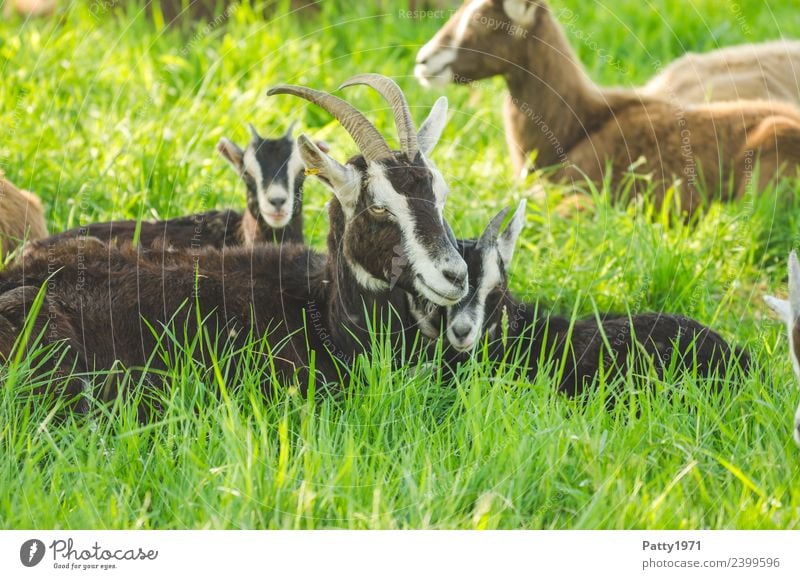 Thuringian Forest Goats Nature Landscape Meadow Pasture Animal Pet Farm animal Group of animals Animal family To enjoy Lie Sleep Relaxation Idyll Attachment