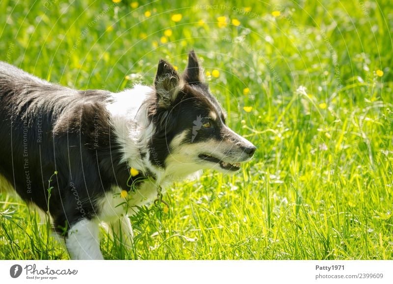 border collie Environment Nature Grass Meadow Animal Pet Farm animal Dog Herding dog Shepherd dog Collie 1 Observe Safety Protection Attentive Watchfulness
