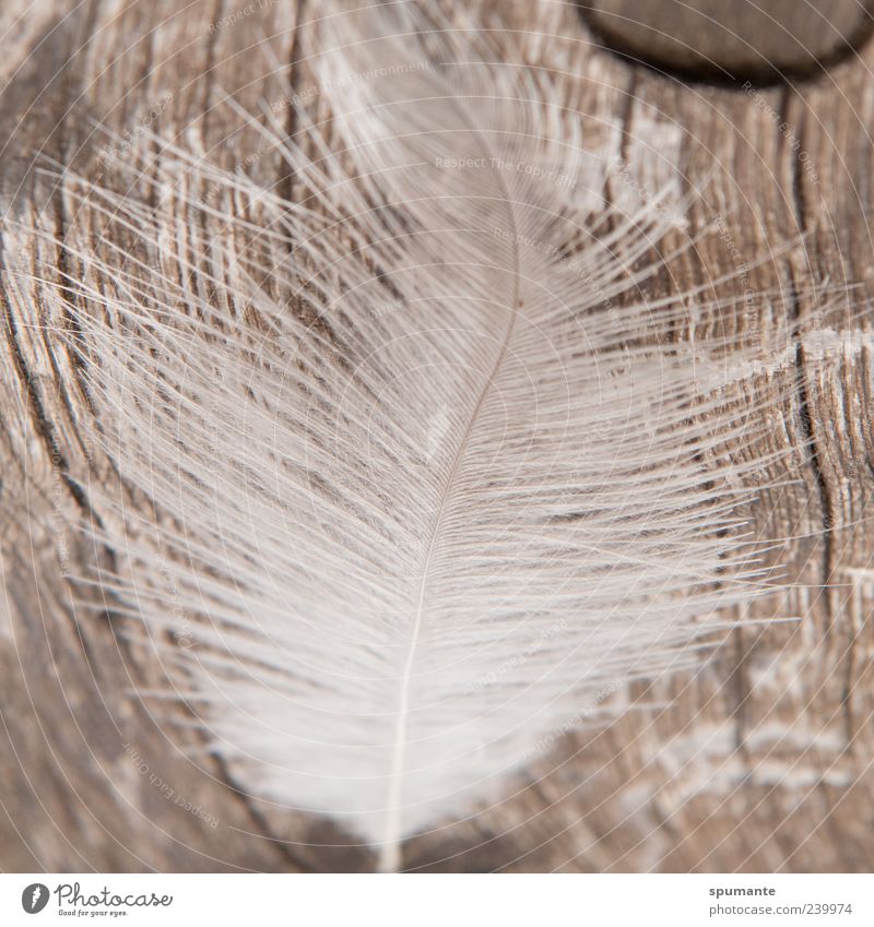 wooden feathers Nature Animal Brown Gray Silver White Feather Wood Subdued colour Exterior shot Close-up Structures and shapes Shallow depth of field Deserted