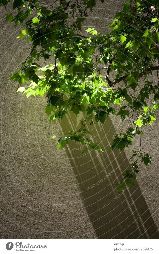 shadow cast Spring Plant Tree Wall (barrier) Wall (building) Facade Green Colour photo Exterior shot Abstract Structures and shapes Deserted Copy Space bottom