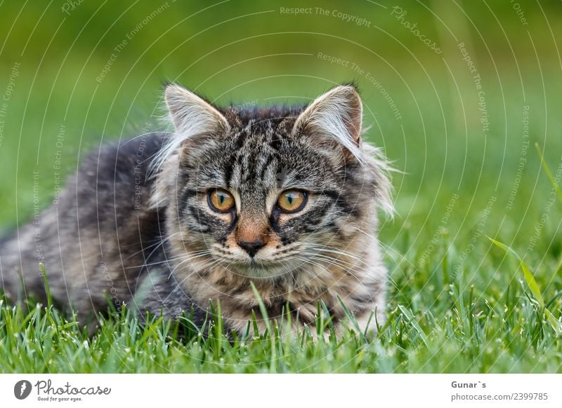 Young cat playing in the grass... Meadow Animal Pet Cat Animal face Pelt Claw Paw Kitten young cat Tiger Tabby cat Tiger skin pattern 1 Green Playing Curiosity