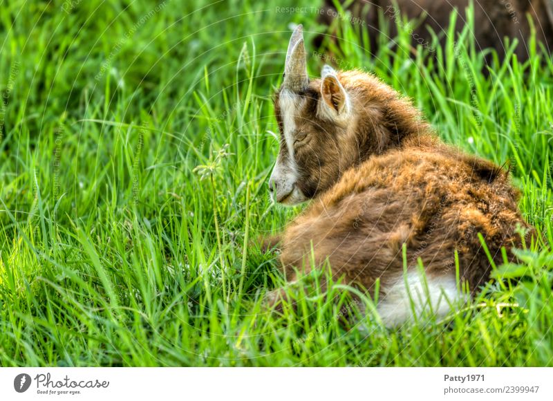 Young Thuringian Forest Goat Nature Landscape Meadow Pasture Animal Pet Farm animal Goats 1 Baby animal Lie Sleep Relaxation Idyll Colour photo Exterior shot