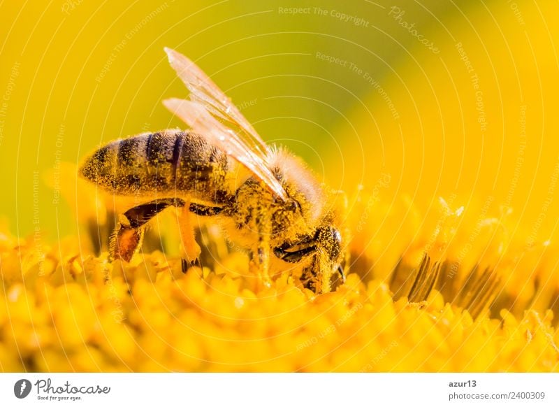 Macro honey bee collects yellow pollen on sunflower in nature Body Summer Sun Sunbathing Work and employment Environment Nature Plant Animal Sunlight Spring