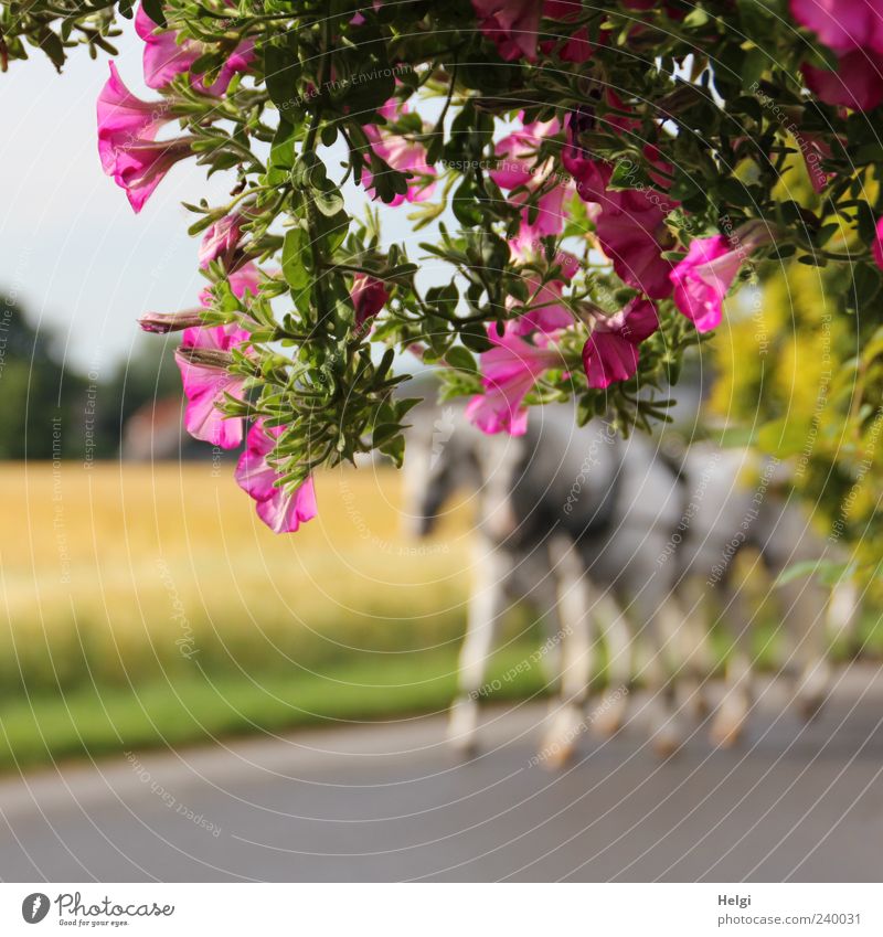 through the flower... Nature Plant Summer Beautiful weather Flower Leaf Blossom Street Animal Horse 2 Movement Blossoming Growth Exceptional Natural Yellow
