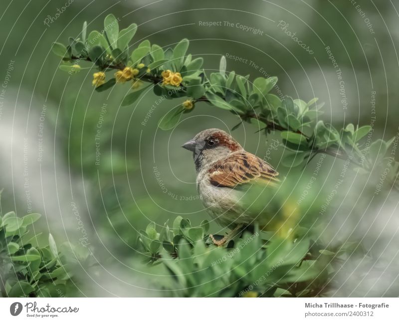 sparrow in a bush Environment Nature Animal Sun Sunlight Beautiful weather Bushes Leaf Blossom Bird Animal face Wing Claw Sparrow Passerine bird Beak Eyes