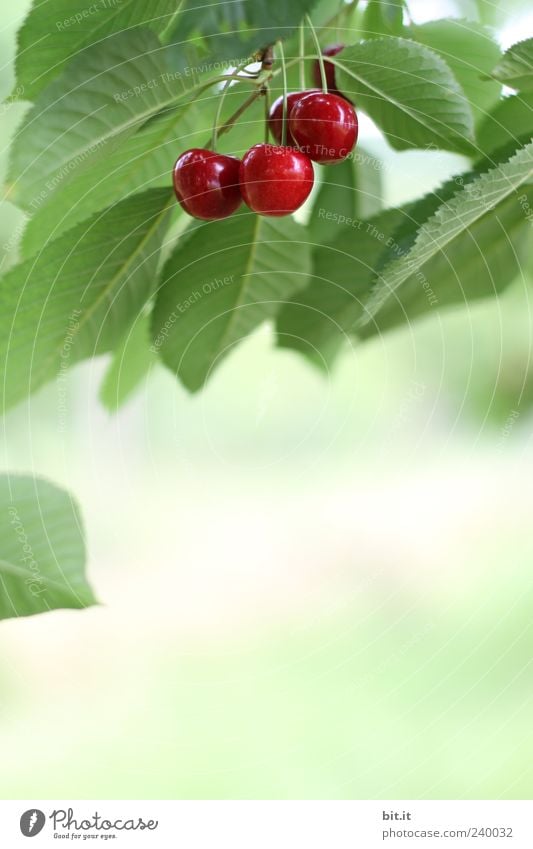 Crackers, firecrackers or... Food fruit Organic produce Cherry Nutrition Healthy Healthy Eating Nature Plant Summer tree flaked hang Fresh Juicy Sweet green Red