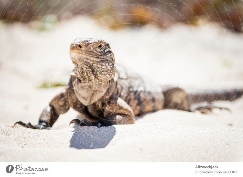 Portrait of an iguana Day Deserted Animal portrait Iguana Reptiles Sand Summer Beautiful weather Looking into the camera Vacation & Travel Travel photography