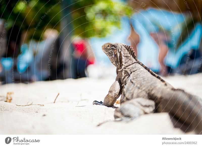 Portrait of an iguana from behind Day Deserted Animal portrait Iguana Reptiles Sand Summer Beautiful weather Looking into the camera Vacation & Travel
