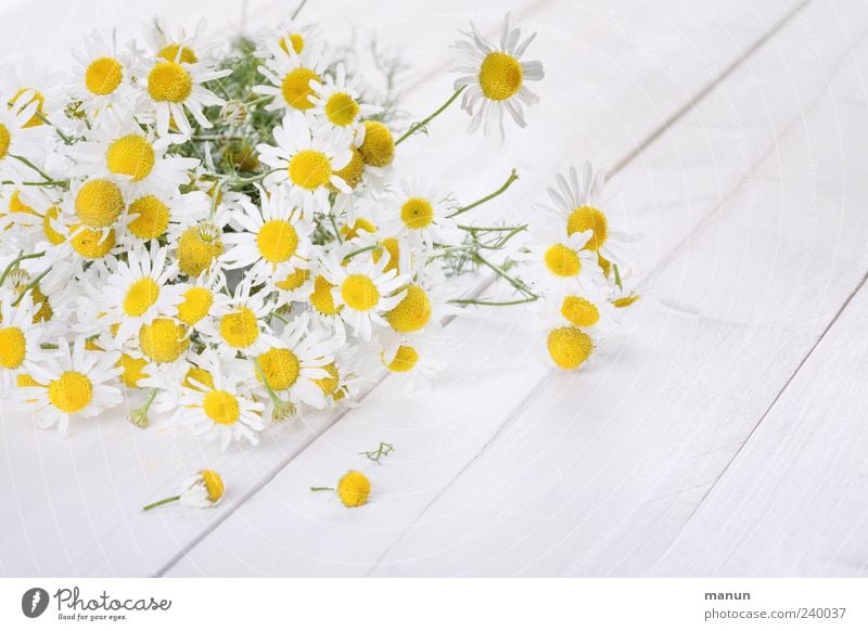 chamomile Herbs and spices Medicinal plant Organic produce Nature Spring Summer Plant Flower Agricultural crop Chamomile Camomile blossom Blossoming Fragrance