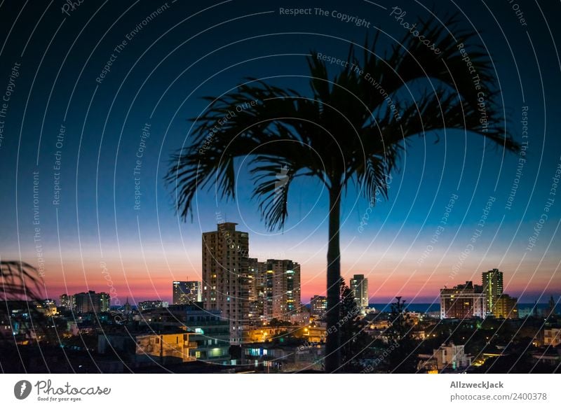 Skyline of Havana at night with palm tree Panorama (View) Deserted Summer Sun Vacation & Travel Island Far-off places Ocean Cloudless sky Town High-rise