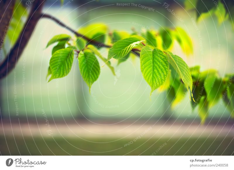 city green Plant Sunlight Spring Summer Beautiful weather Tree Leaf Foliage plant Natural Green Colour photo Detail Day Light Shadow Contrast