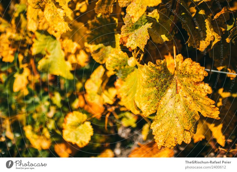 Golden leaves Nature Landscape Plant Brown Yellow Leaf Bunch of grapes Vine Cute Autumn Multicoloured Structures and shapes Growth Wine Colour photo