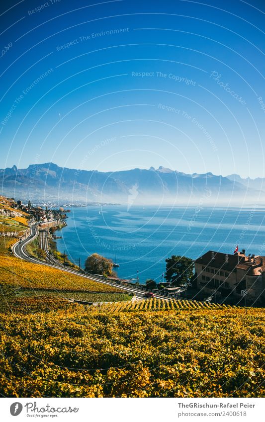vine Nature Landscape Blue Brown Yellow Gold Black White House (Residential Structure) Bunch of grapes Water Wine Mountain Haze Plant Autumn Street Switzerland