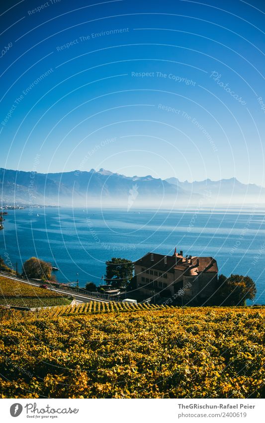 house on the lake Nature Blue Brown Yellow Gold Black Sky Mountain Fog Vail Haze House (Residential Structure) Lake Water Autumn Plant Wine Bunch of grapes