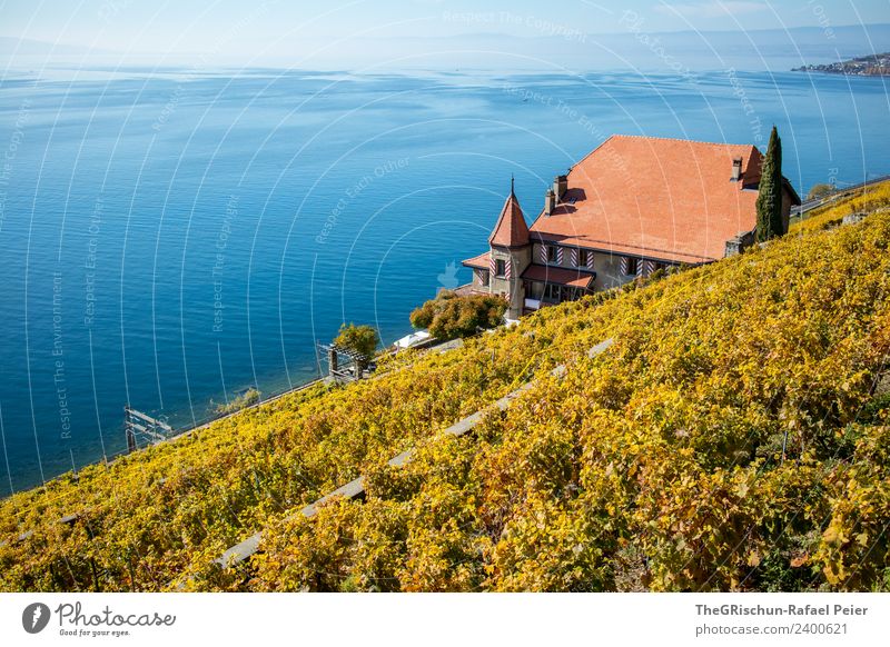 house on the lake Environment Nature Landscape Blue Brown Yellow Gold House (Residential Structure) House at the lake Lake Geneva Roof Tower Vine Vineyard