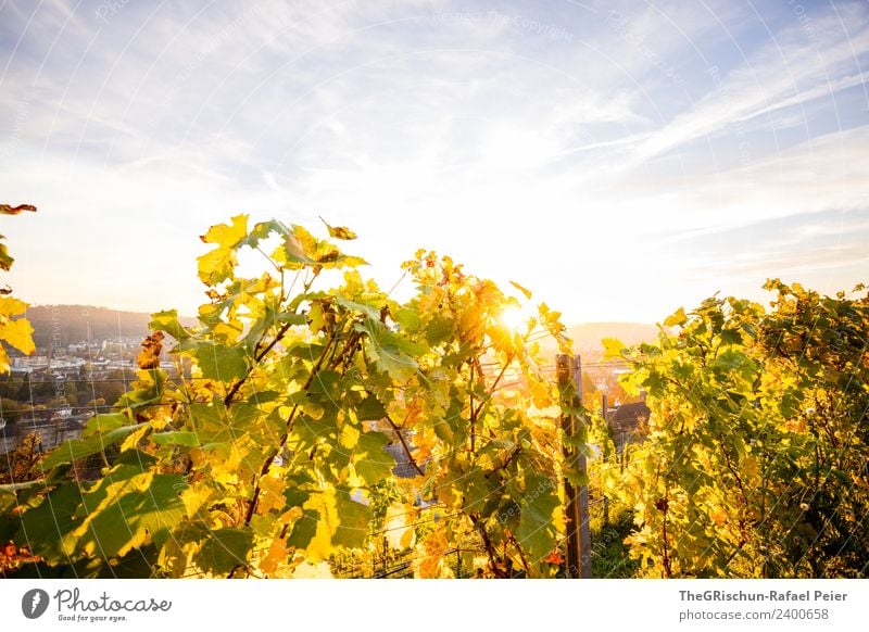 backlight Environment Nature Blue Yellow Gold Green Vine Wine Back-light Sun Sunset Moody Winterthur Clouds Colour photo Exterior shot Copy Space top Evening