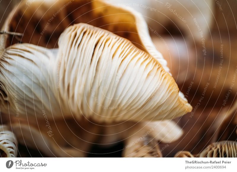 mushroom Nature Landscape Brown White Mushroom Structures and shapes Pattern Detail Shallow depth of field Collection Eating Colour photo Exterior shot Close-up