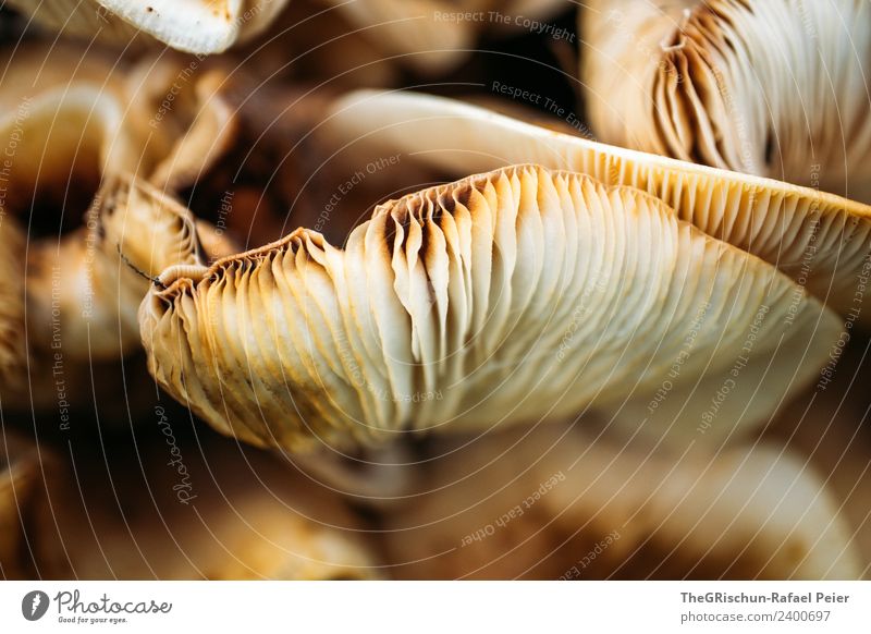 mushroom Nature Landscape Brown White Orange Mushroom Structures and shapes Pattern Detail Shallow depth of field Colour photo Close-up Macro (Extreme close-up)
