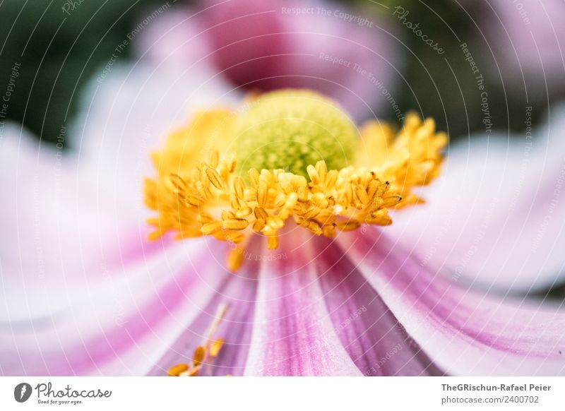 flower Plant Yellow Gold Green Violet Pink Flower Blossom Structures and shapes Color gradient Detail Macro (Extreme close-up) Shallow depth of field
