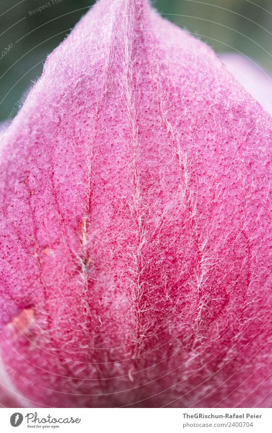 Coloured leaf Plant Pink Leaf Structures and shapes Smooth Flower Colour photo Exterior shot Close-up Detail Macro (Extreme close-up) Copy Space bottom
