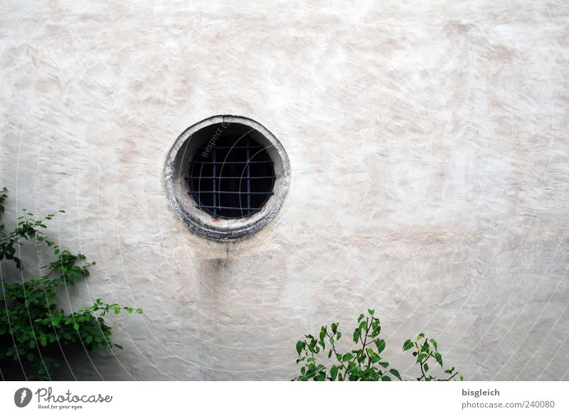 compound eye Bushes Wall (barrier) Wall (building) Window Grating Gray Green Closed Colour photo Exterior shot Deserted Copy Space right Hollow Exceptional