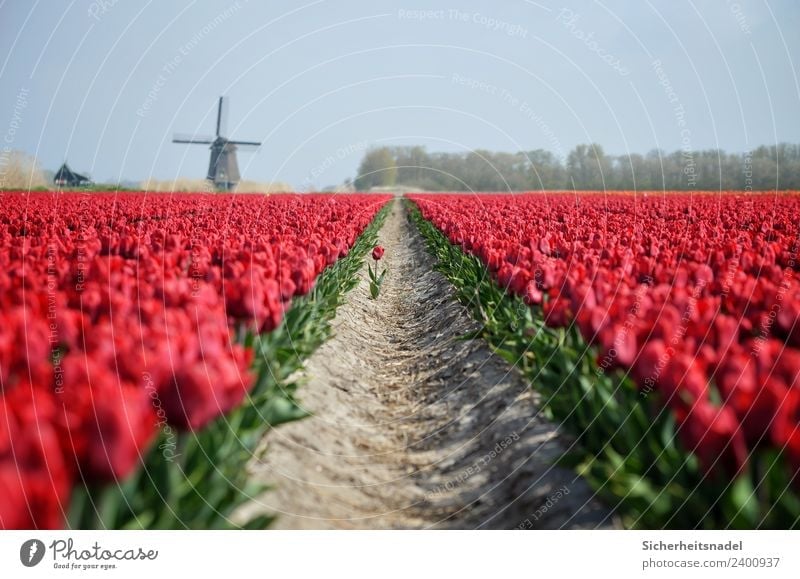 Tulip field with windmill Nature Plant Spring Flower Blossom Field Red Pinwheel Windmill tulips Romance In love Colour photo Exterior shot Day