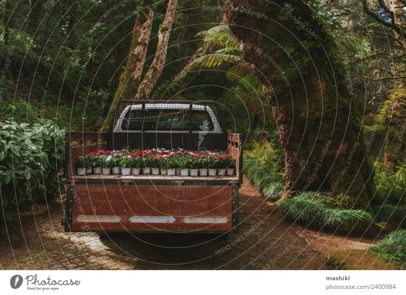 Truck with plants in Park of Pena Palace Beautiful Calm Vacation & Travel Trip Adventure Garden Nature Landscape Tree Forest Virgin forest Hill Rock Stone