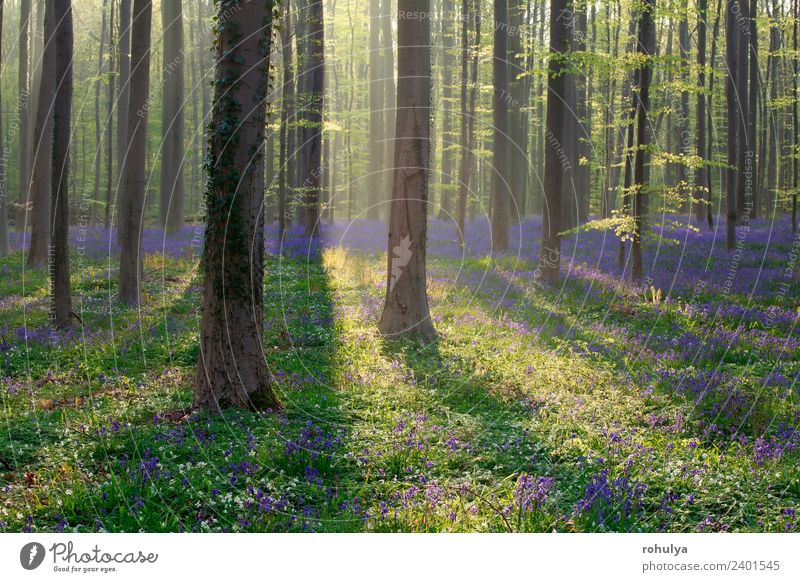 sunny day in spring forest, Hallerbos Beautiful Vacation & Travel Nature Landscape Plant Sunrise Sunset Spring Beautiful weather Tree Flower Fern Leaf Blossom