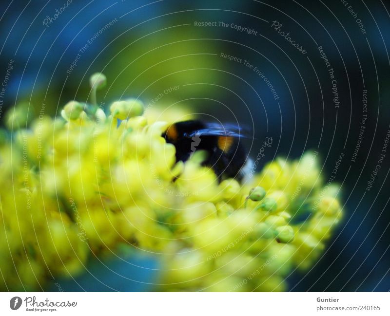 drunken bumblebee Plant Flower Blossom Animal Wild animal Bumble bee Insect 1 Blue Yellow Green Black Foraging Pollen Wing Bud Buzz To feed Colour photo