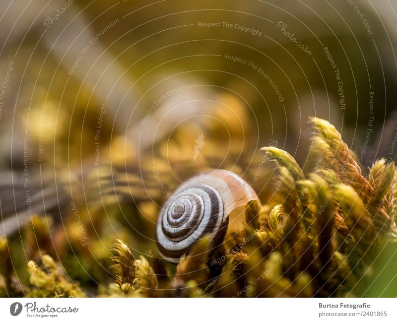 Snail in moss Nature Plant Animal Spring Beautiful weather Flower Meadow Warmth Brown Yellow 2018 Burtea Photography Olympus Macro (Extreme close-up) Zuiko