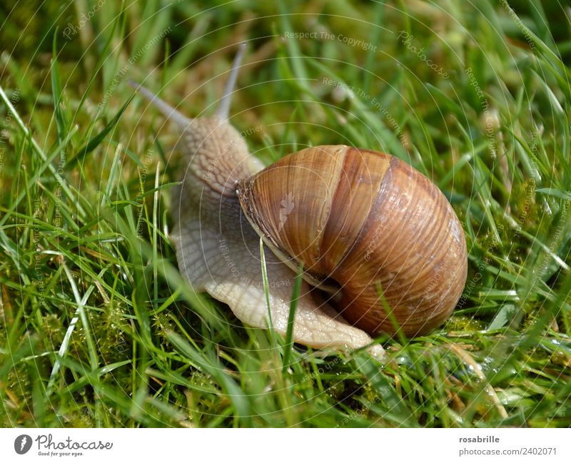 Move with house - Vineyard snail on the way Grass Garden Park Meadow Animal Wild animal Snail Snail shell Large garden snail shell Reptiles Mollusk 1 Natural