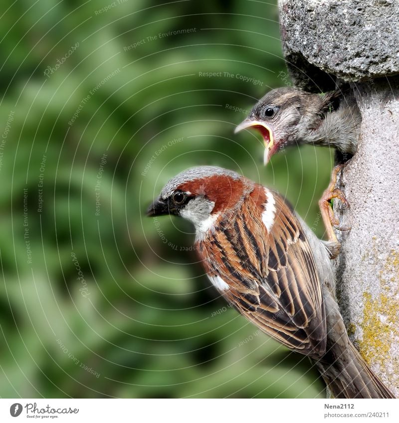 Teenage Sparrow Nature Animal Bird Animal face 2 Baby animal Animal family Feeding Communicate Aggression Brash Natural Anger Brown Green Passerine bird