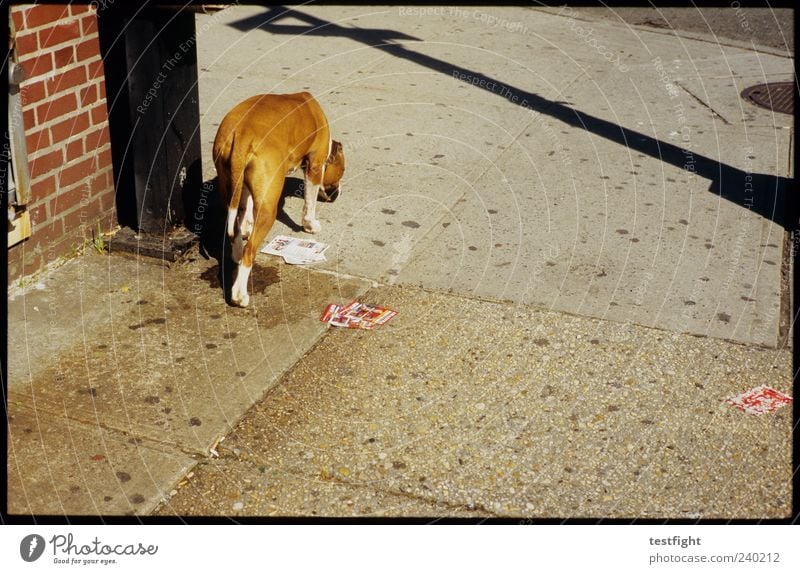 take me to broadway Animal Dog 1 Authentic Shadow Odor Sidewalk In transit Walking Colour photo Exterior shot Deserted Day Sunlight Street dog Going