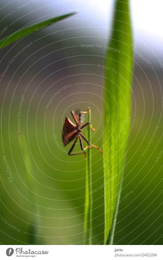 crawling bug Beautiful weather Plant Grass Meadow Wild animal Beetle 1 Animal Crawl Exceptional Natural Green Nature Bug Legs Colour photo Exterior shot