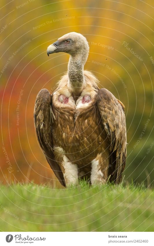 Griffon Vulture Science & Research Biology Adults Environment Nature Animal Autumn Field Wild animal Bird 1 Free Natural Love of animals Colour