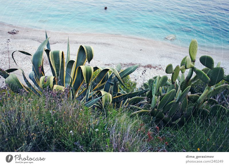 Seaside Climate Weather Plant Flower Cactus Leaf Beach Relaxation Colour photo Multicoloured Exterior shot Day