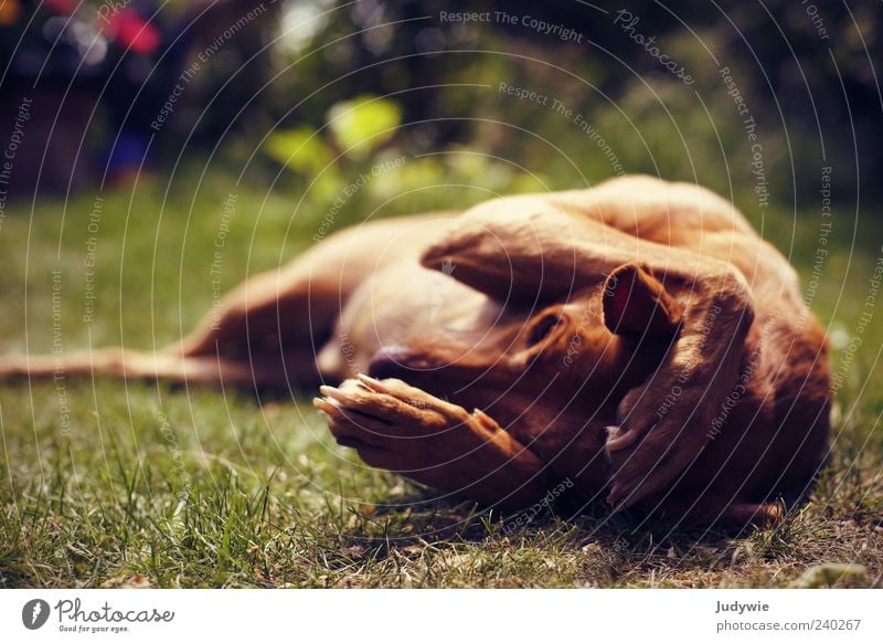 I can't hear you! Summer Environment Nature Meadow Animal Pet Dog Paw Relaxation Cute Moody Contentment Serene Boredom Colour photo Exterior shot Deserted