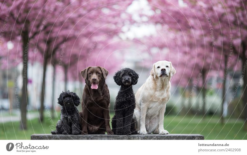 Dog pack under pink cherry trees Animal Pet 4 Group of animals Pack Blossoming Looking Sit Wait Cute Town Brown Multicoloured Gray Green Pink Black Spring fever