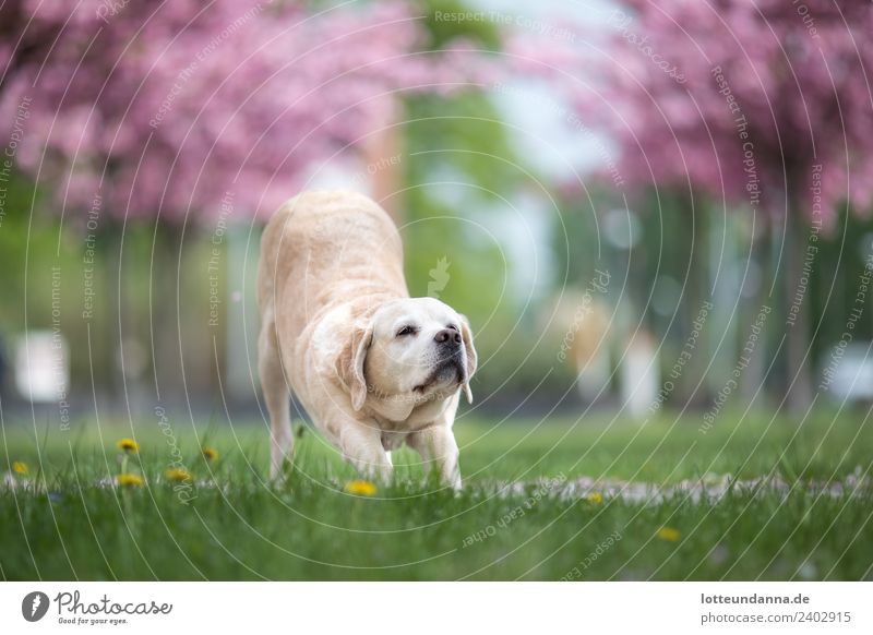 Yoga dog in spring Animal Pet Dog Animal face 1 Movement Blossoming Fitness Lie Sports Faded Cute Athletic Blue Multicoloured Yellow Green Pink Joy