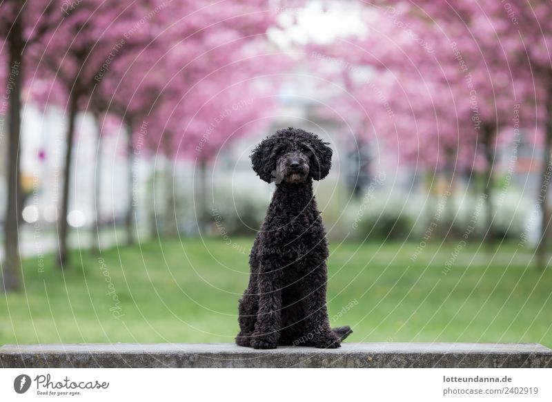Poodle under cherry blossoms Pet Dog 1 Animal Baby animal To enjoy Pink Black Spring fever Love of animals Cherry blossom Colour photo Exterior shot Deserted