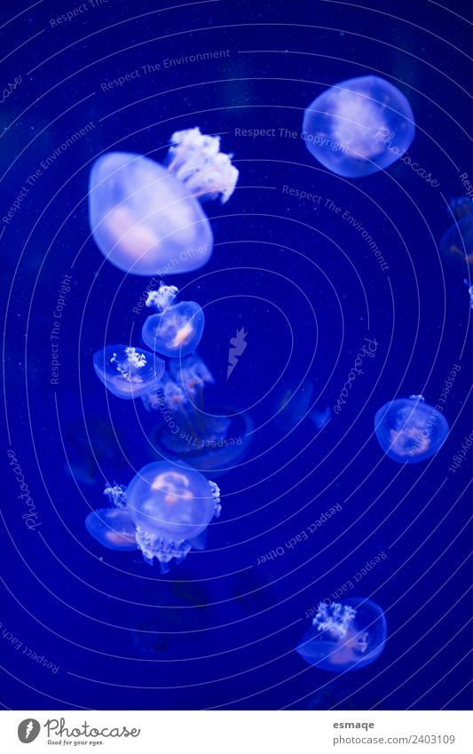 Jellyfish Nature Water Summer Group of animals Animal family Fresh Uniqueness Natural Curiosity Cute Blue Adventure Relaxation Vacation & Travel Serene Pure