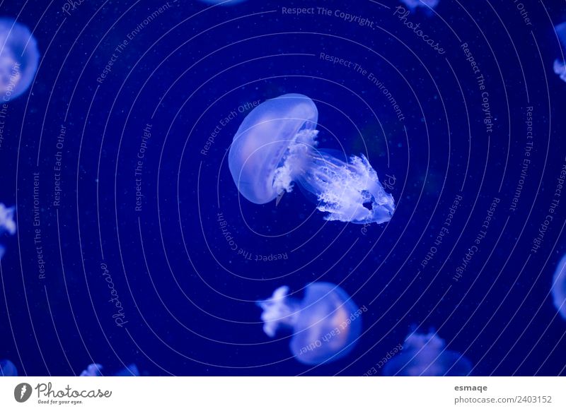 Jellyfish animal Nature Water Aquarium Group of animals Blue Deserted